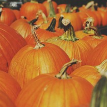 Pumpkin helps in regular digestion, diarrhea and UTI