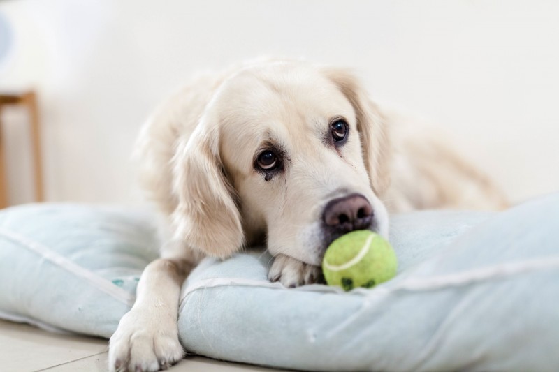 Dog toys to keep them healthy