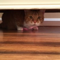 Hyperthyroidism in Cats
