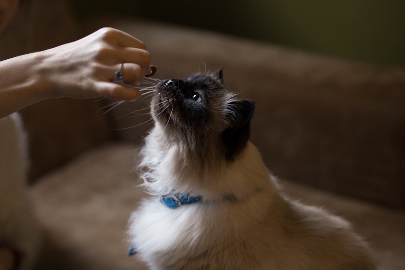 Healthy Cat Treats