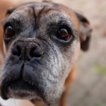 Supplements for Senior Dogs